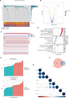 Predicting the immune microenvironment and prognosis with a anoikis - related signature in breast cancer